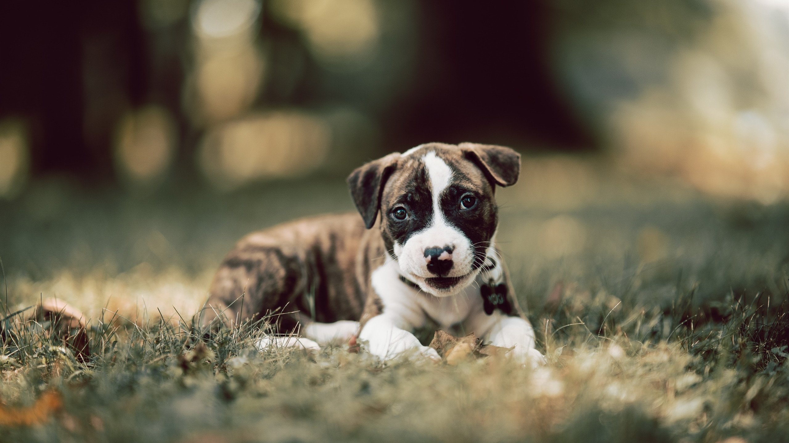 2021年赛季：库里在对阵湖人比赛中砍下半场38分，展现绝佳状态！，库里vs湖人集锦